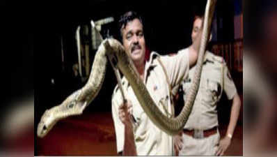 बचपन में कोबरा ने काटा तो सांप पकड़ने लगे, मुंबई से 4 हजार सांप बाहर निकाले