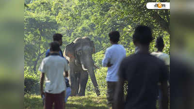 সীমান্ত পেরিয়ে উত্তরপ্রদেশের গ্রামগুলিতে তাণ্ডব চালাল নেপালের ২ হাতি, মৃত ৪