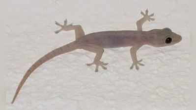 Lizard Astrology: പല്ലി ശരീരത്തിൽ വീണിട്ടുണ്ടോ? ഫലങ്ങൾ അറിയാം