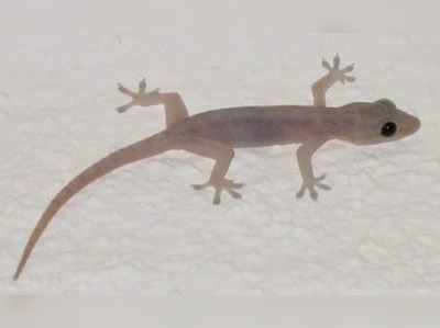 Lizard Astrology: പല്ലി ശരീരത്തിൽ വീണിട്ടുണ്ടോ? ഫലങ്ങൾ അറിയാം