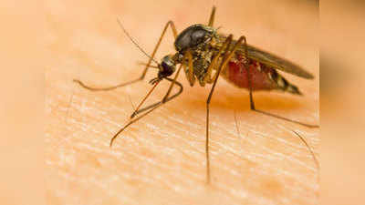 बारिश में मच्छरों से बचें, डेंगू-मलेरिया ही नहीं जीका का भी है खतरा
