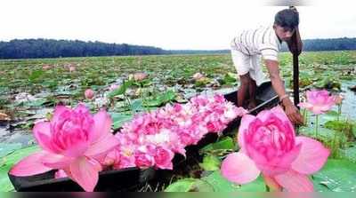 താമര ഇന്ത്യയുടെ ദേശീയ പുഷ്പമല്ലെന്ന് വനം - പരിസ്ഥിതി മന്ത്രാലയം