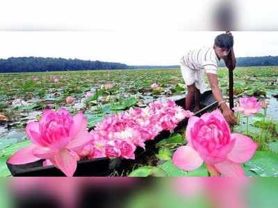 താമര ഇന്ത്യയുടെ ദേശീയ പുഷ്പമല്ലെന്ന് വനം - പരിസ്ഥിതി മന്ത്രാലയം