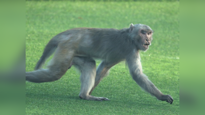दिल्ली में पहली बार होगी बंदरों की गणना, करोड़ों खर्च कर भी निजात नहीं