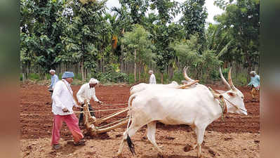 ಬಸವಾಪಟ್ಟಣ ಸುತ್ತ ಚುರುಕುಗೊಂಡ ಬಿತ್ತನೆ