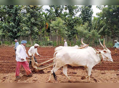 ಬಸವಾಪಟ್ಟಣ ಸುತ್ತ ಚುರುಕುಗೊಂಡ ಬಿತ್ತನೆ