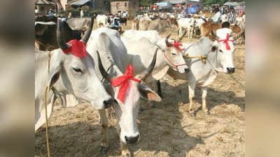 प्रयागराज: गोशाला में 35 गायों की मौत, प्रशासन ने बिजली गिरने को बताया वजह