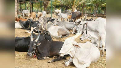 35 गायों की एकसाथ मौत: स्थानीय बोले- भूख और भीगने से मरीं गायें