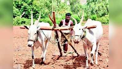 50% ಬಗರ್‌ಹುಕುಂ ಸಾಗುವಳಿ ಅರ್ಜಿಗಳು ತಿರಸ್ಕೃತ