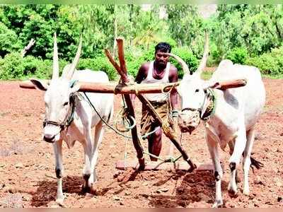 50% ಬಗರ್‌ಹುಕುಂ ಸಾಗುವಳಿ ಅರ್ಜಿಗಳು ತಿರಸ್ಕೃತ