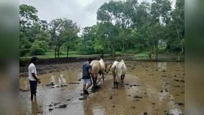 वसईत भात लागवडीला वेग    वसईत भात लागव