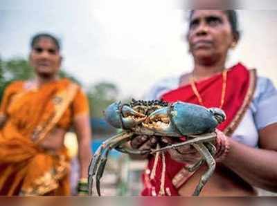 ಕೃಷ್ಣಾ ತೀರದ ಮೀನುಗಾರರಿಗೆ ಲಾಭದ ಸೀಜನ್‌: ಬರದಲ್ಲಿ ಬೆಂದವರಿಗೆ ಈಗ ಏಡಿಗಳೇ ಆಧಾರ