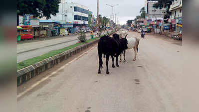 ಬಿಡಾಡಿ ದನಗಳ ಹಾವಳಿ: ಬೇಸತ್ತ ಜನತೆ