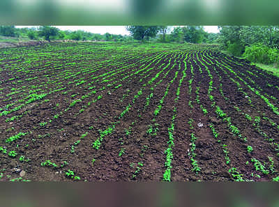 ನೀರಿಲ್ಲದೆ ಮೇಲೇಳದ ಮೊಳಕೆ