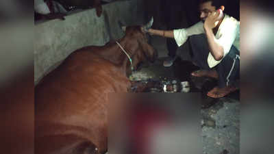 बलिया के एएसपी संजय कुमार ने बचाई घायल गाय की जान