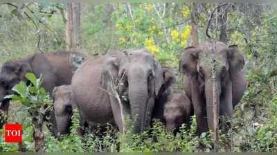 ರಾಮನಗರದ ಕೆರೆಯಲ್ಲಿ ಬೀಡುಬಿಟ್ಟ ಕಾಡಾನೆಗಳ ತಂಡ