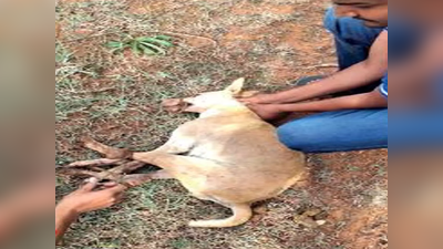 कर्नाटकः मुंह-पैर बांधकर सड़क पर फेंक दिए गए थे कुत्ते, युवती की मदद से 9 की बची जान