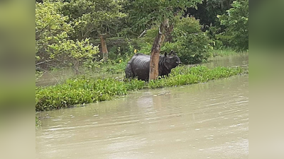 असमः काजीरंगा पार्क का 90 फीसदी हिस्सा बाढ़ में डूबा, शिकार रोकथाम शिविर भी प्रभावित