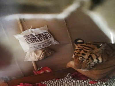 असम बाढ़: काजीरंगा नैशनल पार्क में भरा पानी तो घर में बेड पर आराम फरमाता मिला बाघ