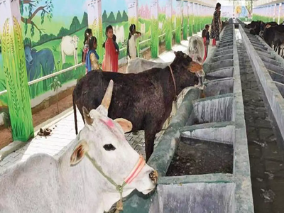 बरेलीः मेयर का आरोप- बीएमसी की गोशाला में 100 से ज्यादा गायों की मौत, कचरे में फेंका शव