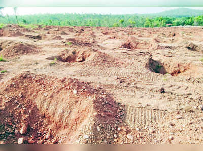 ನೀಲಗಿರಿ ಮರಗಳಿಗೆ ಬೈ, ಪರಿಸರ ಸ್ನೇಹಿ ಗಿಡಗಳಿಗೆ ಜೈ