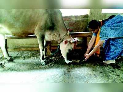 ಗೋವಿಗೆ ಮೇವು ಗೋಪಾಲನಿಗೆ ಪೂಜೆ