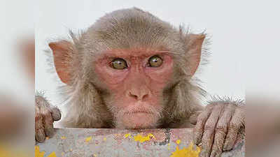 हिमाचल: बंदरों को विनाशक घोषित कर मारने का आदेश, पशु प्रेमियों ने किया विरोध