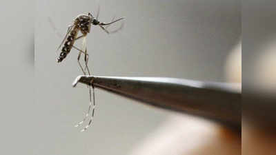 चीन ने किया कमाल, दो द्वीपों से कर दिया मच्छरों की घातक प्रजाति का सफाया