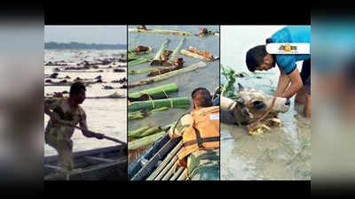पश्चिम बंगाल: बाढ़ का फायदा उठा नदी के जरिए चल रही मवेशियों की तस्करी