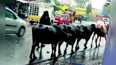 ಬಾಗಲಕೋಟ ಜಿಲ್ಲೆಯಲ್ಲಿ ಭರ್ಜರಿ ಮಳೆ