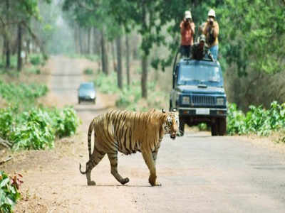 ताडोब्यातील गाइडचे करणार ‘ग्रेडींग’