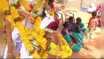 மணப்பாறை அருகே இறந்த காளைக்கு இறுதிச்சடங்குகள் செய்து புதைத்த கிராமத்தினர்!