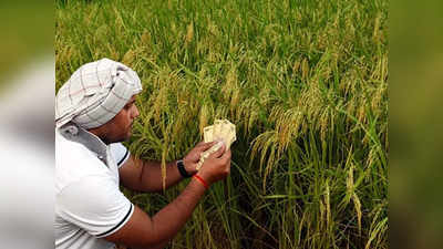 ಬೆಳೆ ಸಾಲ :524.23 ಕೋಟಿ  ಅಸಲು ಮನ್ನಾ