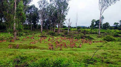 ಫಲ ನೀಡಿದ ಸಫಾರಿ ಸ್ಥಳಾಂತರ