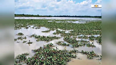 ভাগীরথী ঢেকেছে পানায়, রোজগারে টান মৎস্যজীবীদের