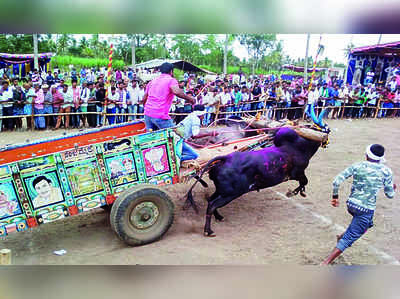 ಜನಮನ ಸೆಳೆದ ಎತ್ತಿನ ಗಾಡಿ ಓಟ ಸ್ಪರ್ಧೆ