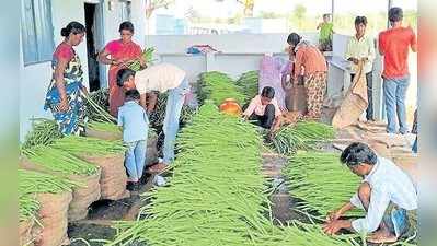 ತಮಿಳರ ನುಗ್ಗೆ ತಳಿಗೆ ಹಳೆಮೈಸೂರು ಪ್ರಾಂತ್ಯ ಫಿದಾ