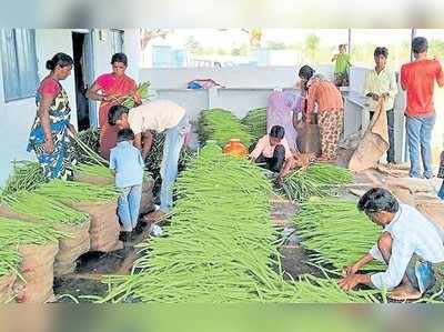 ತಮಿಳರ ನುಗ್ಗೆ ತಳಿಗೆ ಹಳೆಮೈಸೂರು ಪ್ರಾಂತ್ಯ ಫಿದಾ