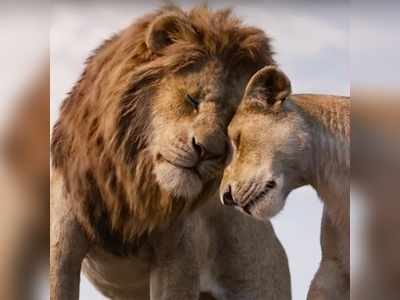 The Lion King: சிங்கத்திற்கு கிடைத்த வசூல் அமலா பால், விக்ரமிற்கு இல்லையா? சாதனை படைத்த தி லயன் கிங்!