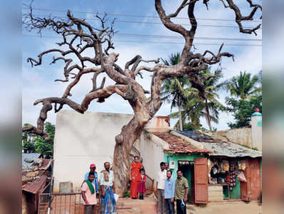 ಒಣಗಿದ ಮರ ತೆರವಿಗೆ ಆಗ್ರಹಿಸಿ ಪ್ರತಿಭಟನೆ