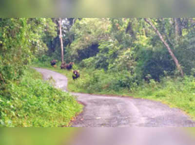 ಕಾಡೆಮ್ಮೆ ಹಿಂಡು ಪ್ರತ್ಯಕ್ಷ , ಗ್ರಾಮಸ್ಥರ ಆತಂಕ