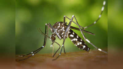 Malaria फैलाने वाले मच्छरों पर फेल हो रही दवाइयां, इलाज हुआ मुश्किल