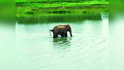 ಕಾಡಾನೆ ದಾಳಿಗೆ ಅರಣ್ಯ ಸಿಬ್ಬಂದಿ ಬಲಿ