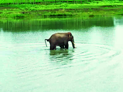 ಕಾಡಾನೆ ದಾಳಿಗೆ ಅರಣ್ಯ ಸಿಬ್ಬಂದಿ ಬಲಿ