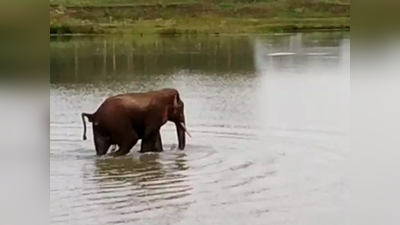 कर्नाटक: जंगल में भेजने वाले वनरक्षक को हाथी ने मारा