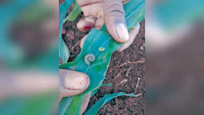 ಗೋವಿನ ಜೋಳಕ್ಕೆ ಸೈನಿಕ ಹುಳು ಕಾಟ