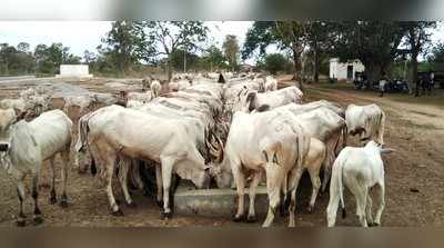 ಕಾವಲ್‌ಗೆ ಹರಿದು ಬಂತು ಮೇವು