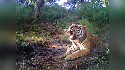पीलीभीत: खेत में काम कर रहे नौ लोगों को बाघ ने किया घायल