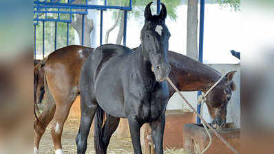 मथुरा: जानलेवा बीमारी ‘ग्लैंडर्स’ पाए जाने पर तीन घोड़ों को मारा गया