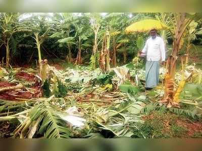 ಬಾಳೆ ತೋಟಕ್ಕೆ ಆನೆಗಳ ದಾಳಿ: ಲಕ್ಷಾಂತರ ರೂ. ನಷ್ಟ